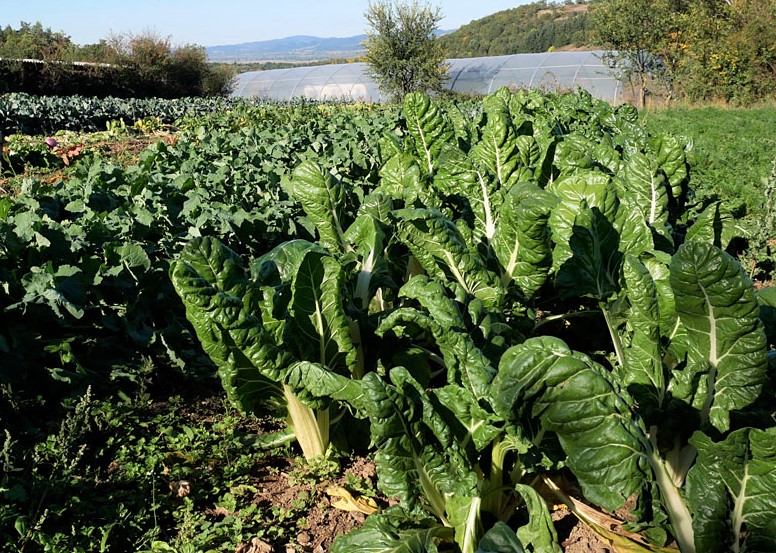 Maraîchage en agriculture biologique en Auvergne : drive fermier
