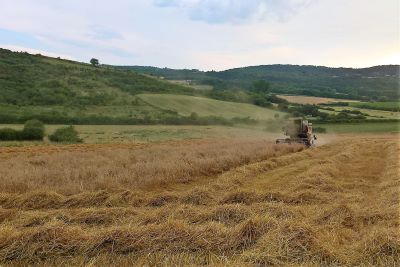 Ferme des Coqs'licots à Beaumont en Auvergne - blé et pain bio