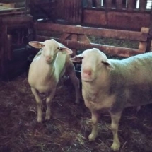 Producteurs de viande fraîche d'agneaux fermiers - Cantal Auvergne