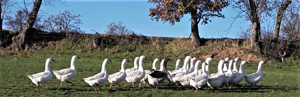 vente de volailles de la ferme des Tuyas dorés - Cantal